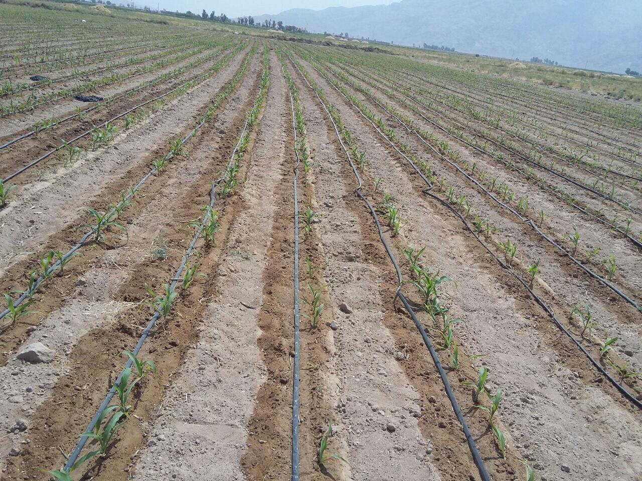 مطالعات ۲۰ هزار هکتار اراضی سیستانوبلوچستان برای اجرای سیستمهای نوین آبیاری به اتمام رسید مطالعات ۲۰ هزار هکتار اراضی سیستانوبلوچستان برای اجرای سیستمهای نوین آبیاری به اتمام رسید