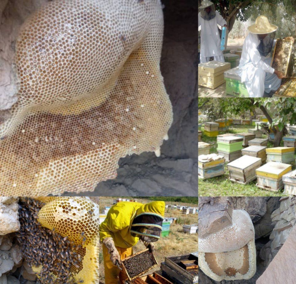 تولید بیش از ۱۶۰۰ کیلوگرم عسل در شهرستان سرباز تولید بیش از ۱۶۰۰ کیلوگرم عسل در شهرستان سرباز