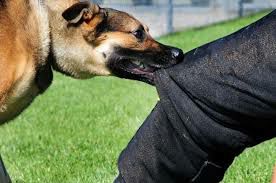 ثبت ۲ هزار و ۳۰۶ مورد حیوان گزیدگی در حوزه دانشگاه علوم پزشکی زاهدان ثبت ۲ هزار و ۳۰۶ مورد حیوان گزیدگی در حوزه دانشگاه علوم پزشکی زاهدان