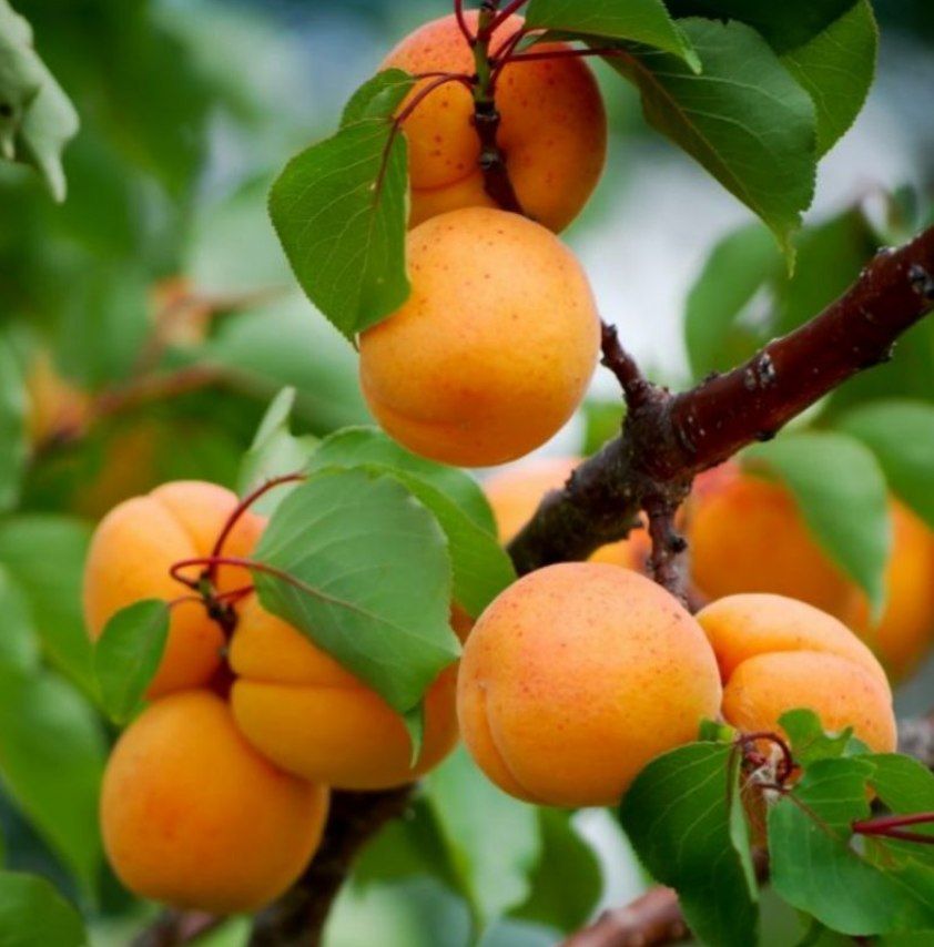 تفتان پیشرو در تولید زردآلو در سیستان و بلوچستان