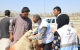 ورود گسترده دام زنده به سیستان و بلوچستان برای نیاز عید قربان با نظارت دامپزشکی ورود گسترده دام زنده به سیستان و بلوچستان برای نیاز عید قربان با نظارت دامپزشکی