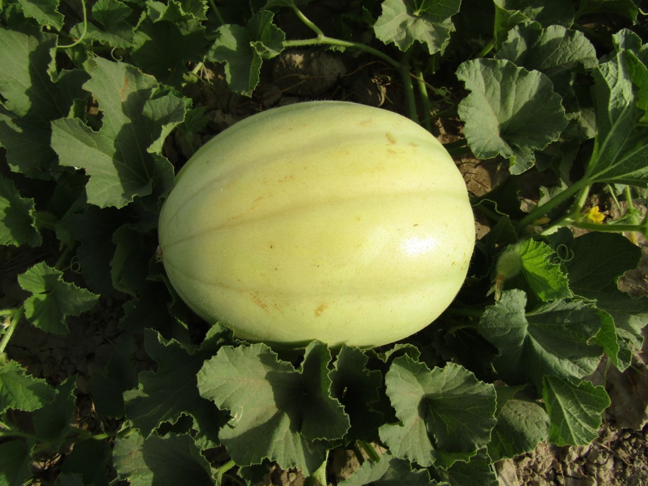 ثبت ملی رقم جدید خربزه «سیستو»؛ جهشی بزرگ در کشاورزی سیستان ثبت ملی رقم جدید خربزه «سیستو»؛ جهشی بزرگ در کشاورزی سیستان