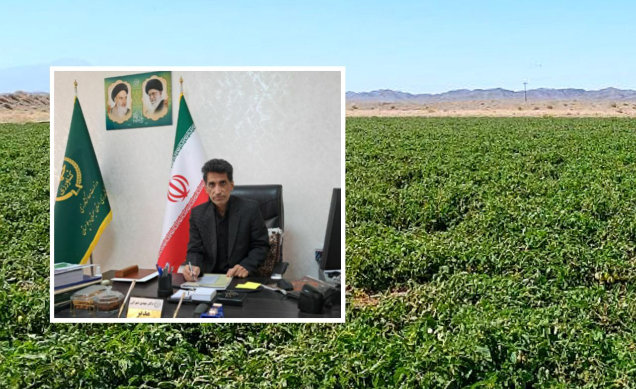 برداشت گوجه فرنگی خارج از فصل از سطح ۱۲۰ هکتار از مزارع شهرستان زاهدان برداشت گوجه فرنگی خارج از فصل از سطح ۱۲۰ هکتار از مزارع شهرستان زاهدان